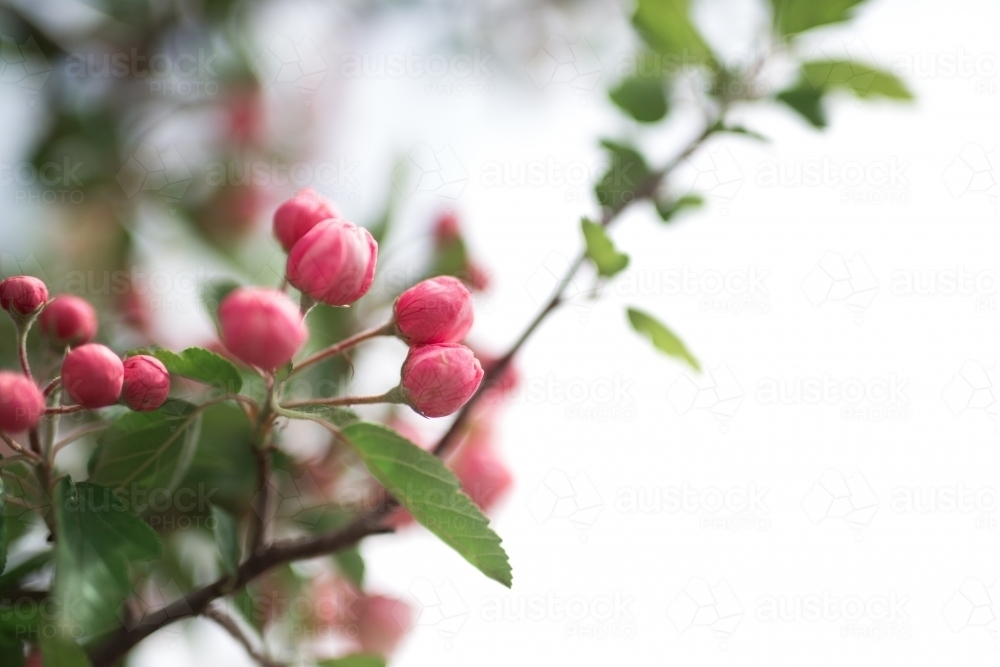 Pink crab apple blossom against sun flare - Australian Stock Image