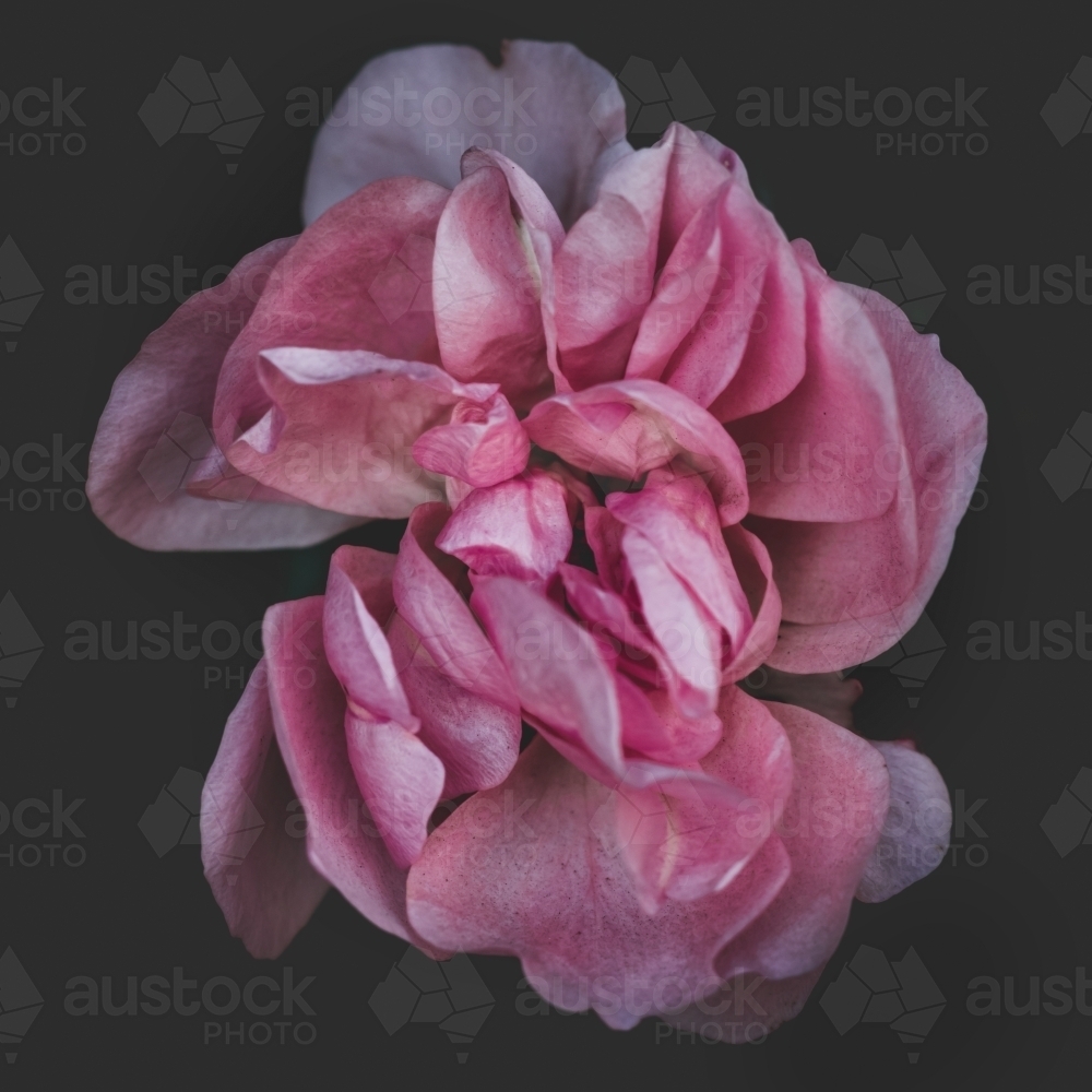 Pink Flower on Black Background - Macro - Australian Stock Image