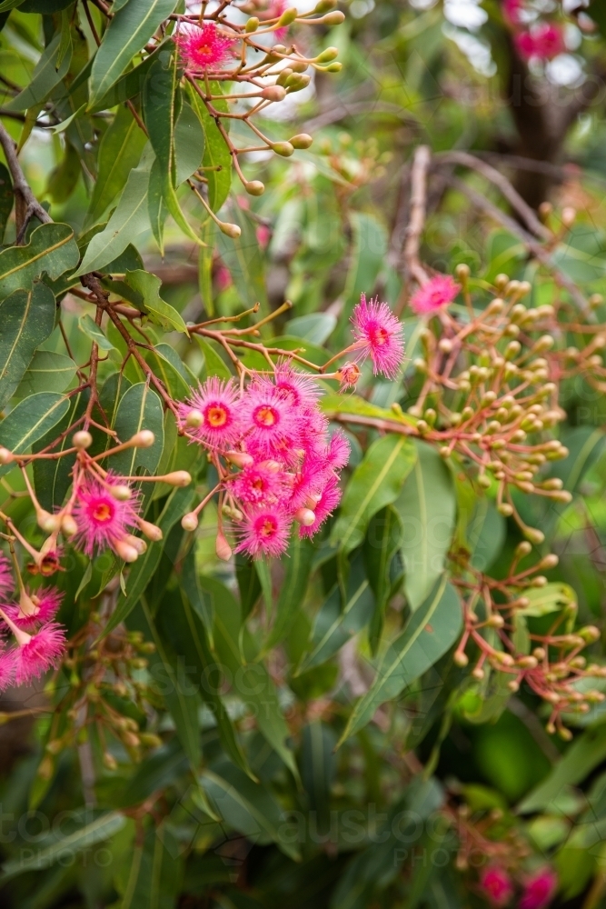 Image of pink flowering eucalypt and gum leaves - Austockphoto