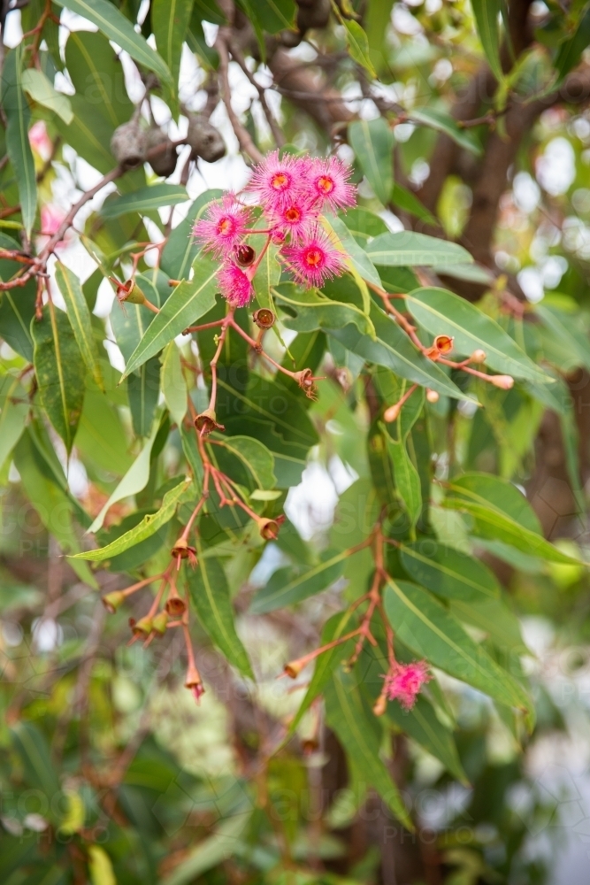 pink flowering gum blossoms and gum nuts - Australian Stock Image