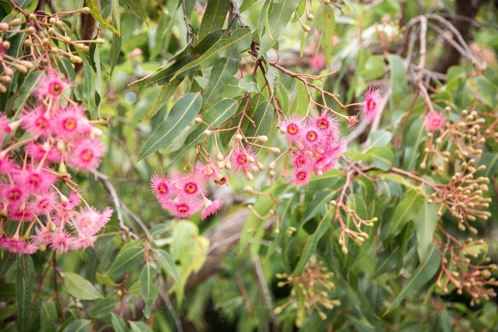 Image of pink flowering gum blossoms and leaves - Austockphoto