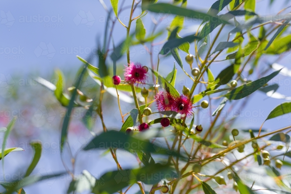 Pink flowering gum tree - Australian Stock Image