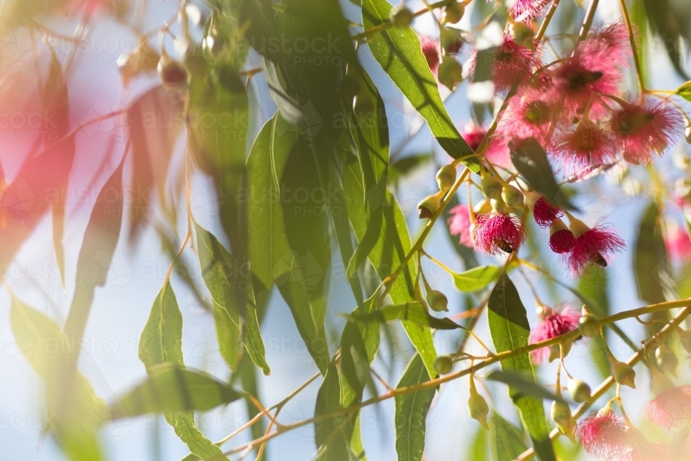 Pink flowering gum tree - Australian Stock Image