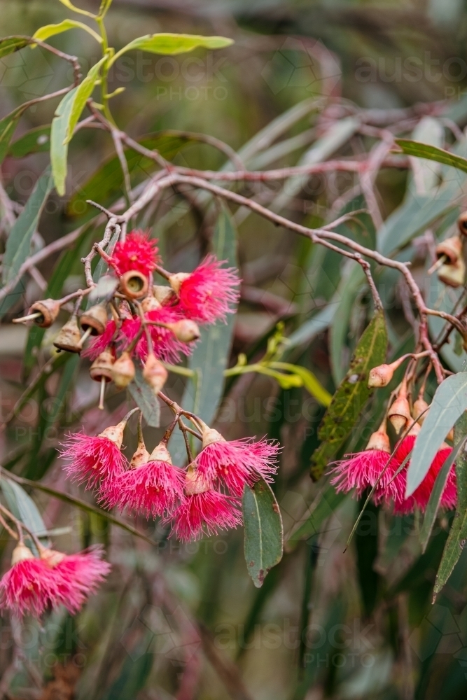 Pink flowering gum tree - Australian Stock Image