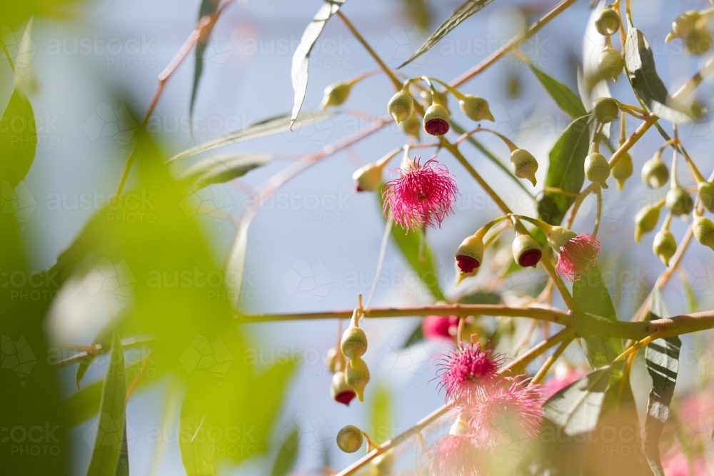 Image of Pink flowering gum tree with flowers and leaves - Austockphoto