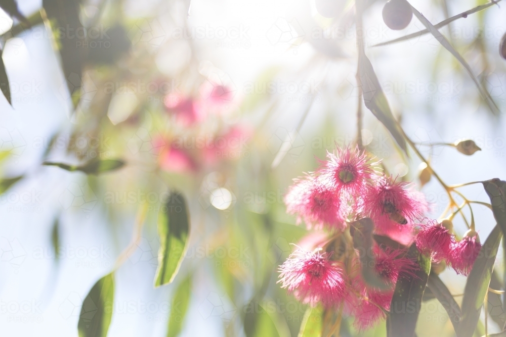 Pink flowering gum tree with sun flare - Australian Stock Image