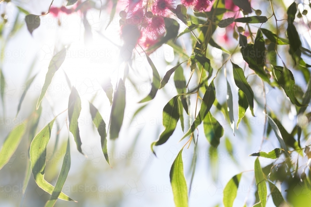 Pink flowering gum tree with sun flare - Australian Stock Image