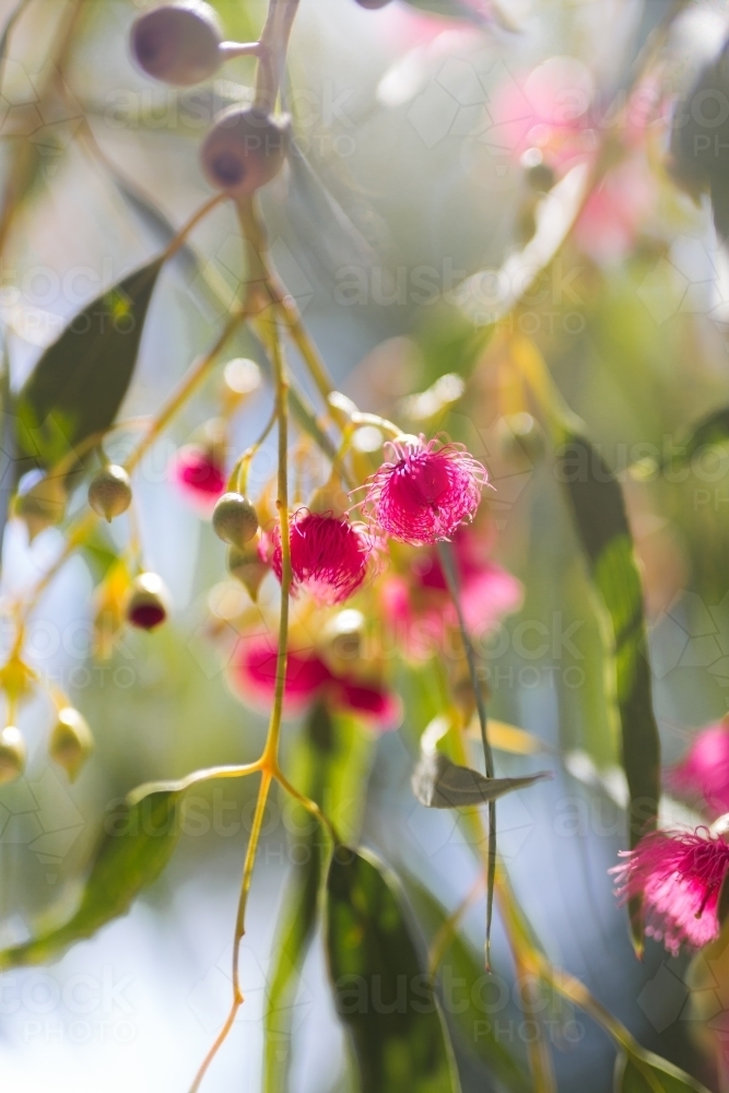 Pink flowering gum tree with sun flare - Australian Stock Image