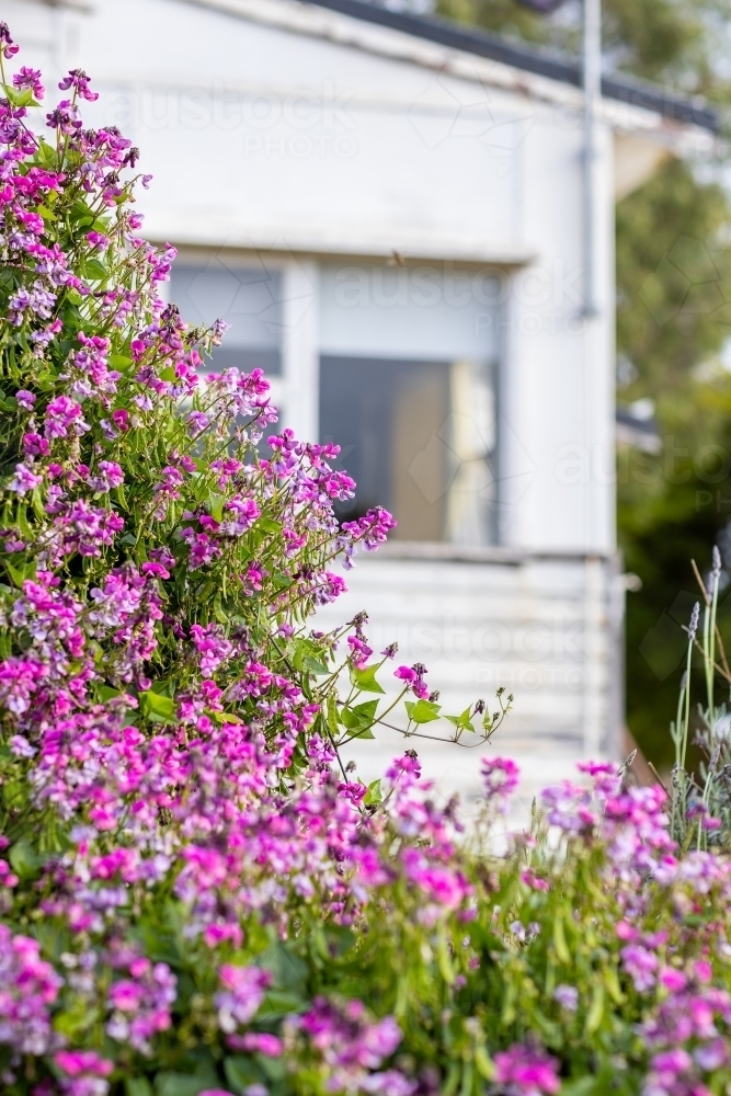 pink flowering vine in front of old cottage - Australian Stock Image