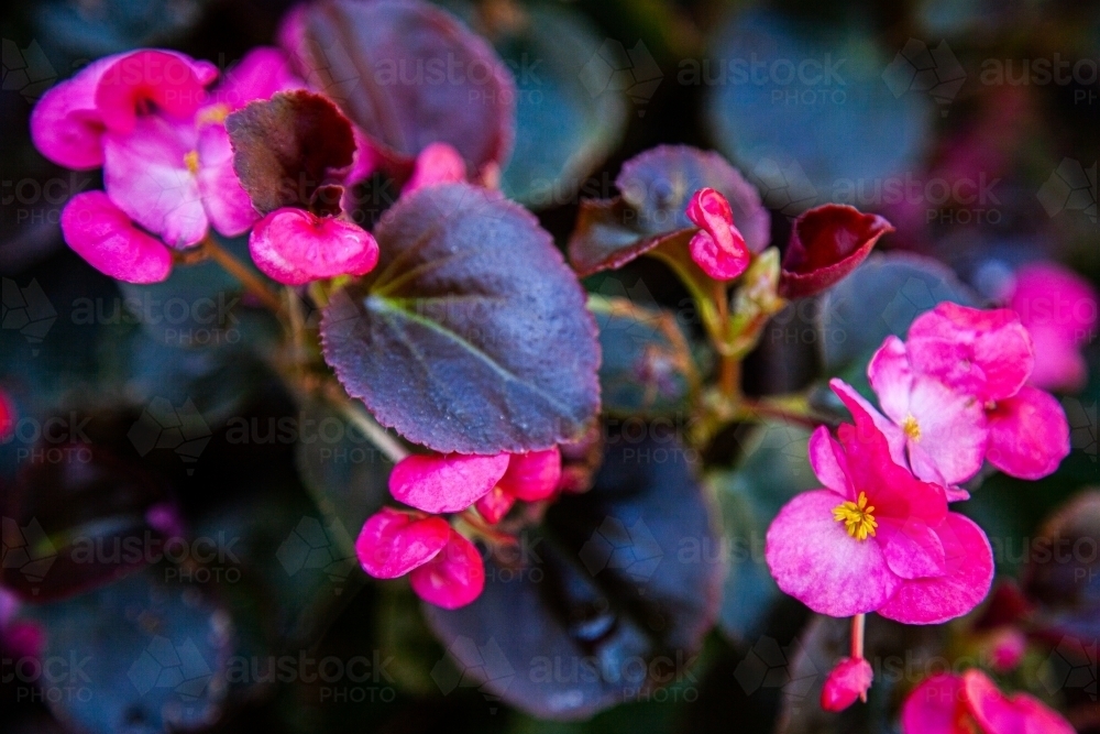 Pink flowers - Australian Stock Image