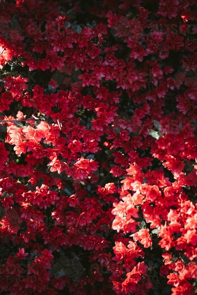 Pink Flowers - Australian Stock Image