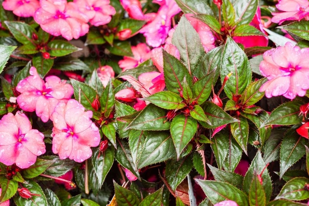 pink flowers, impatiens - Australian Stock Image