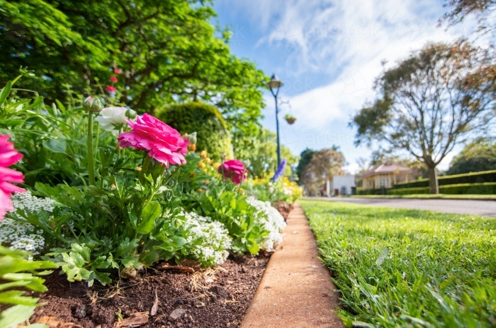 Pink flowers in a garden bed. - Australian Stock Image