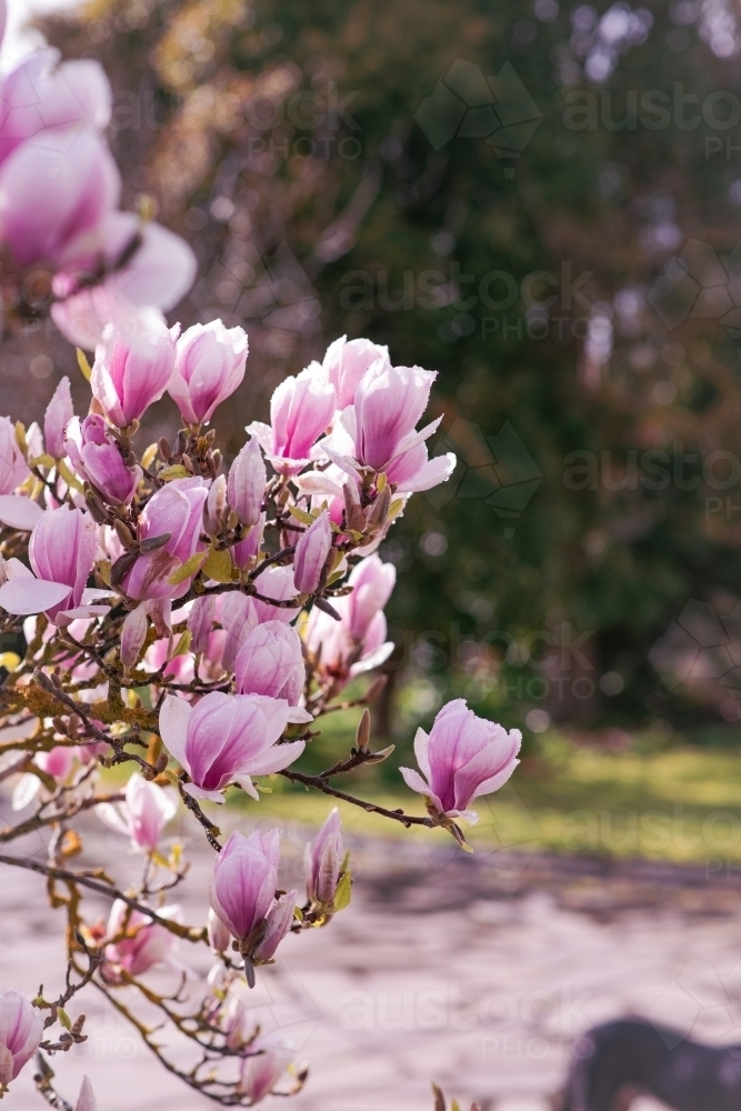 pink flowers on a chinese magnolia tree in spring - Australian Stock Image