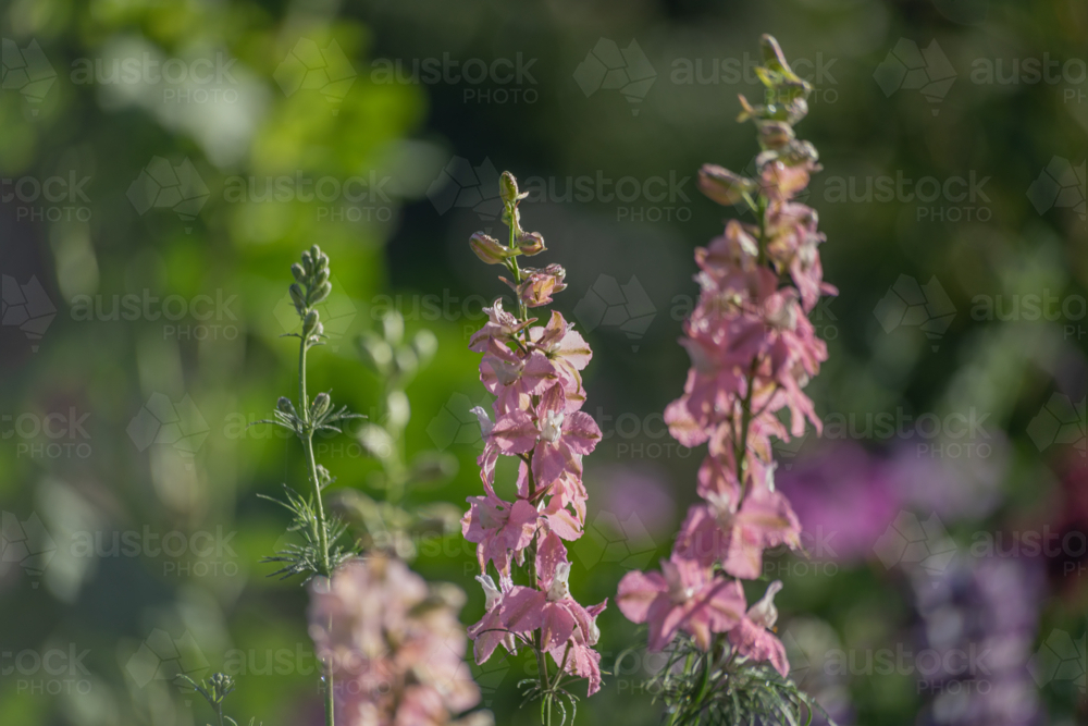 Pink flowers on a sunny day - Australian Stock Image