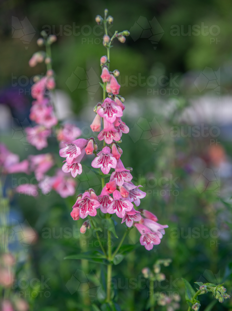 Pink flowers on green stalks - Australian Stock Image