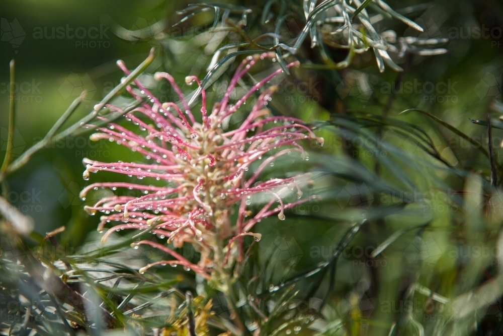 Image of Pink grevillea spider flower covered in droplets of dew ...