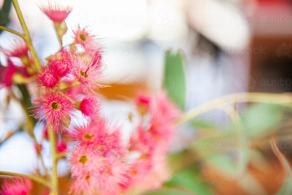 Pink gum blossom flowers in vase inside house - Australian Stock Image