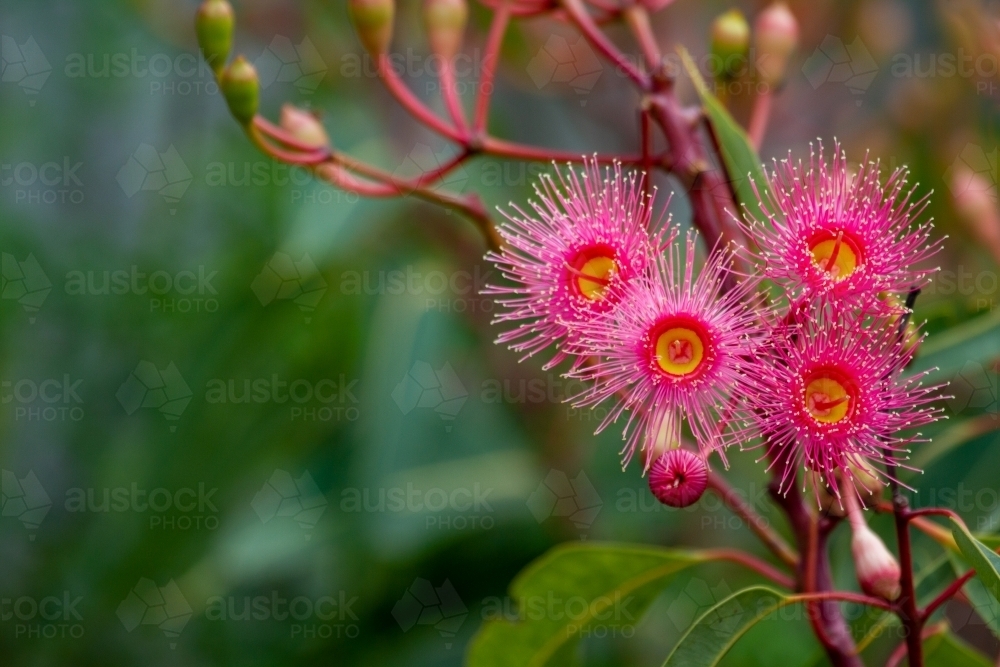 Pink gum blossoms on green background. - Australian Stock Image