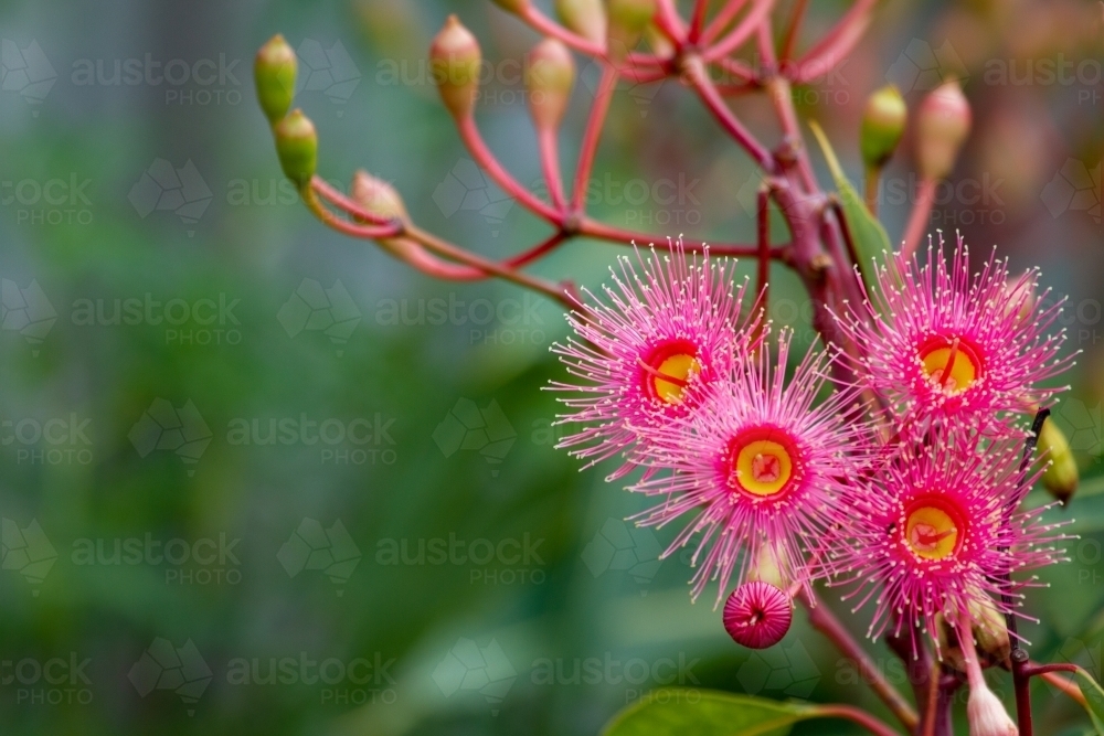 Pink gum blossoms with green background. - Australian Stock Image