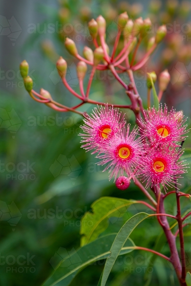 Pink gum blossoms with green background - Australian Stock Image