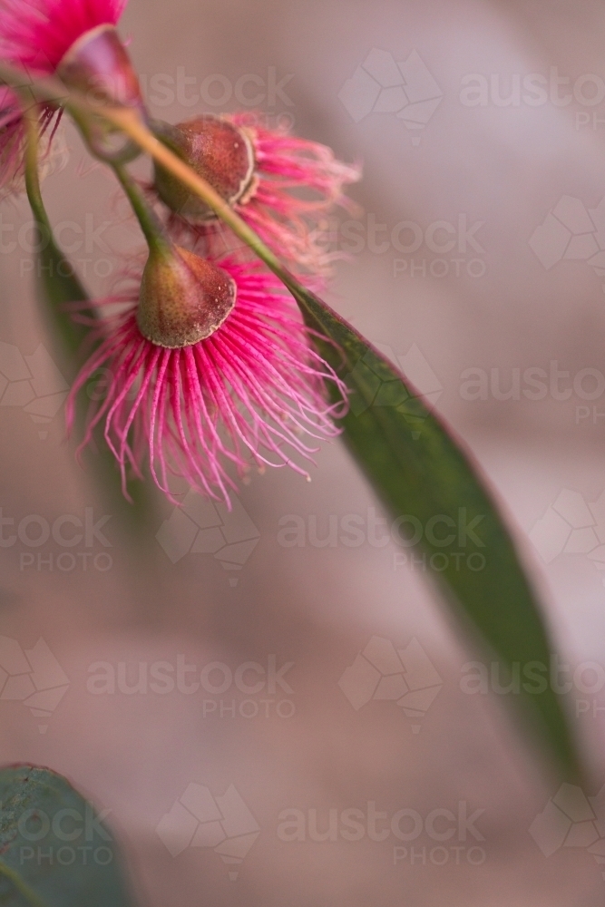 Pink gum flower and gum leaf - Australian Stock Image