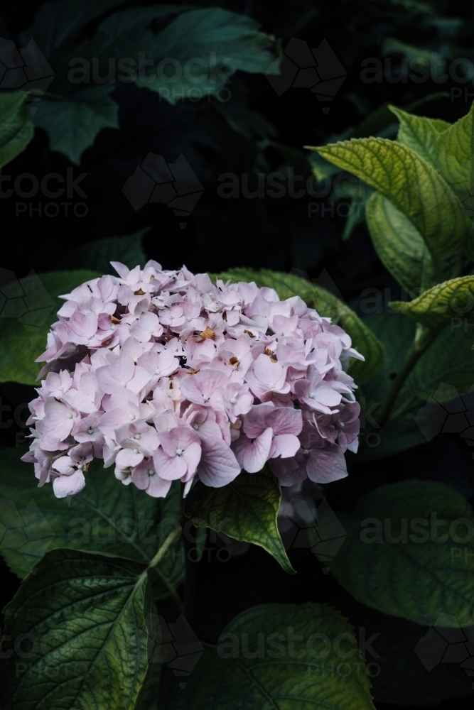 Pink Hydrangea flower - Australian Stock Image