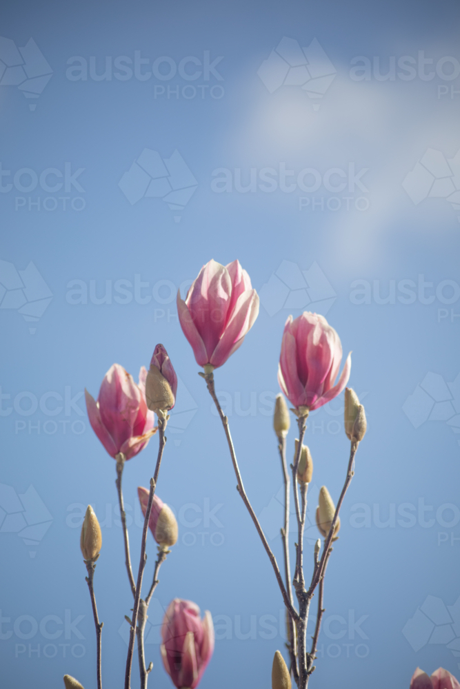 Pink magnolia flowers against a blue sky - Australian Stock Image