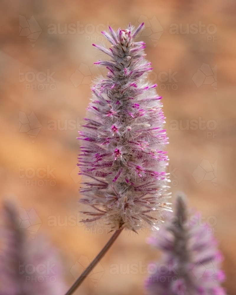 Pink Mulla Mulla (Ptilotus exaltatus) - classic outback wildflower against a red dirt background - Australian Stock Image