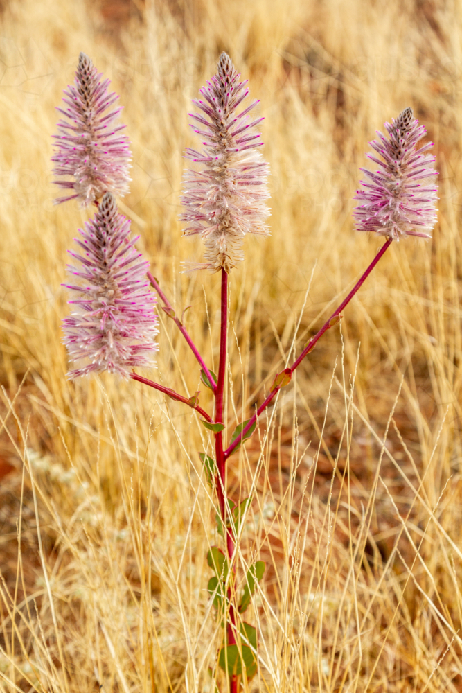 Pink mulla mulla wildflowers in the Pilbara region of Western Australia. - Australian Stock Image