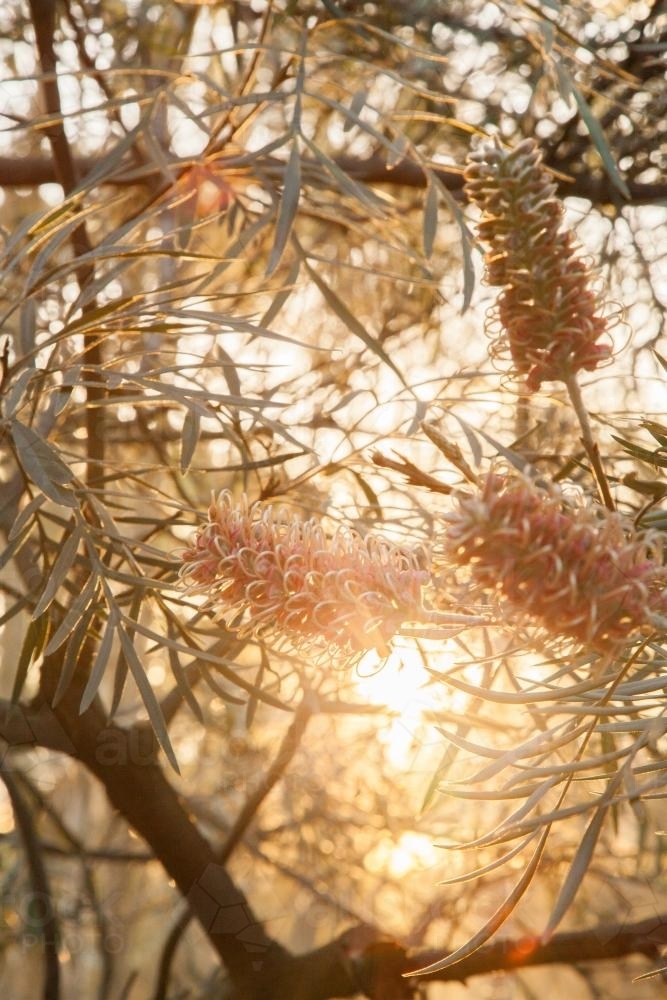 Pink orange grevillea flowers on a bush with sunlight shining through - Australian Stock Image