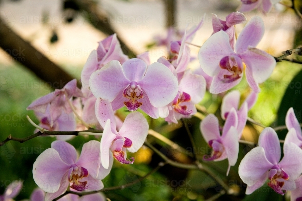 Pink Orchids growing in garden - Australian Stock Image