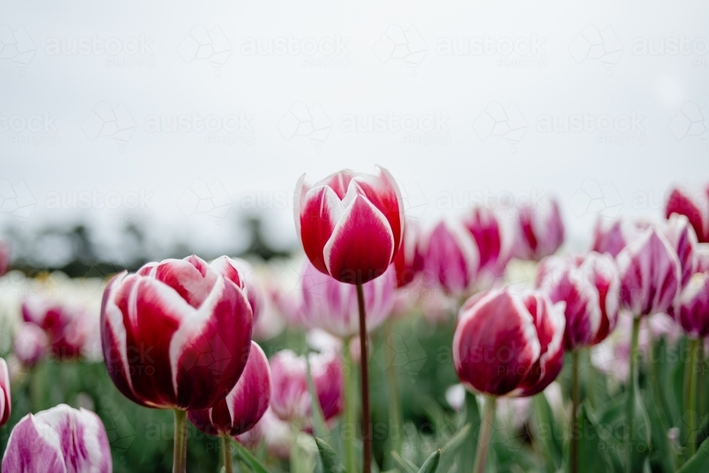 Pink, red tulip garden against blue sky - Australian Stock Image