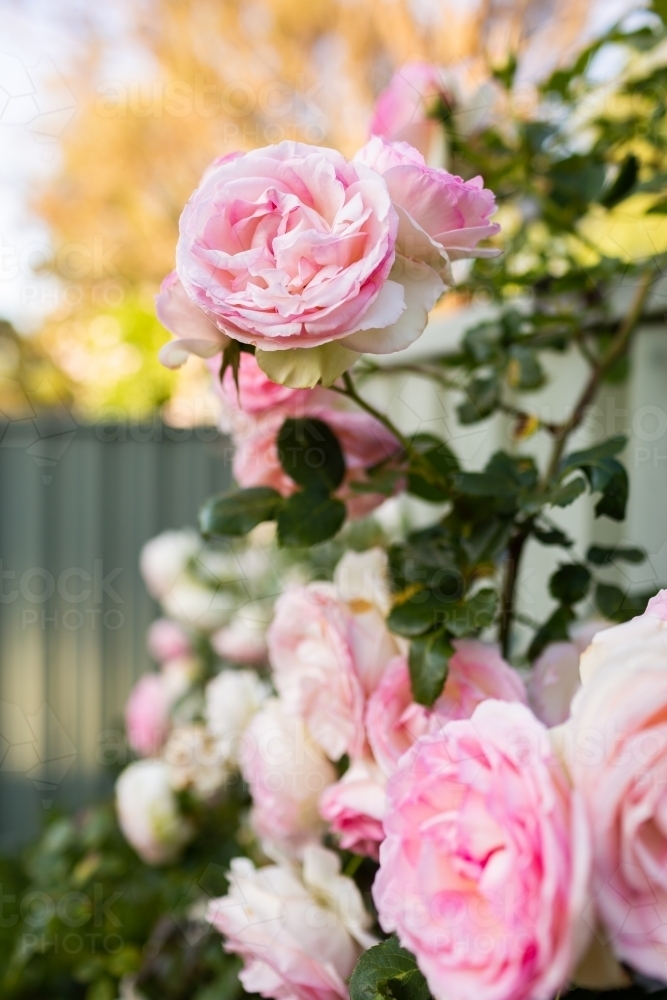 Pink rose bush in garden with large blooms - Australian Stock Image