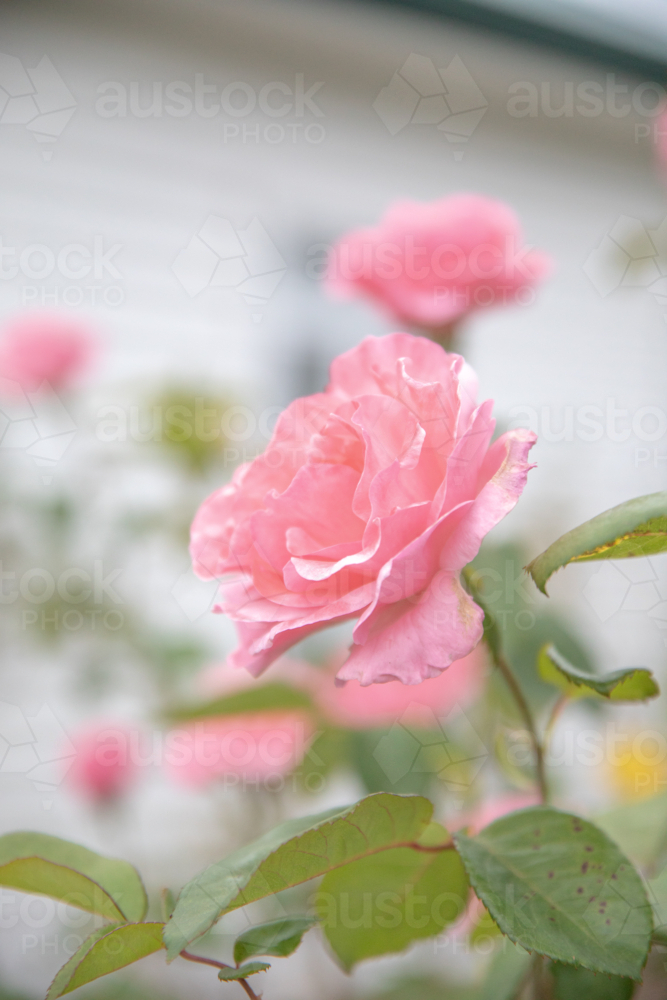 Pink roses in a cottage garden - Australian Stock Image