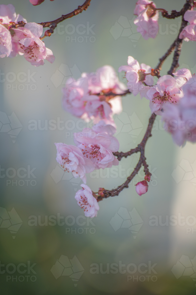 Pink spring blossoms - Australian Stock Image