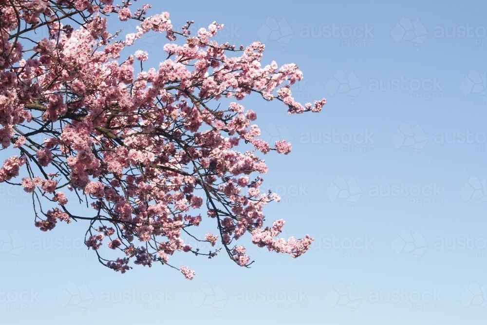 Pink Spring blossoms on a tree - Australian Stock Image