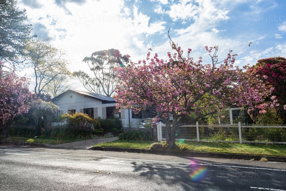 Pink springtime tree in front of home with garden in sunshine - Australian Stock Image