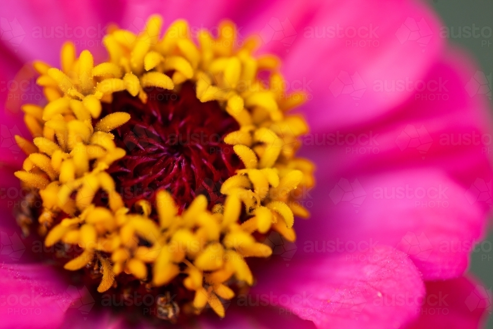 Pink zinnia flower close up - Australian Stock Image