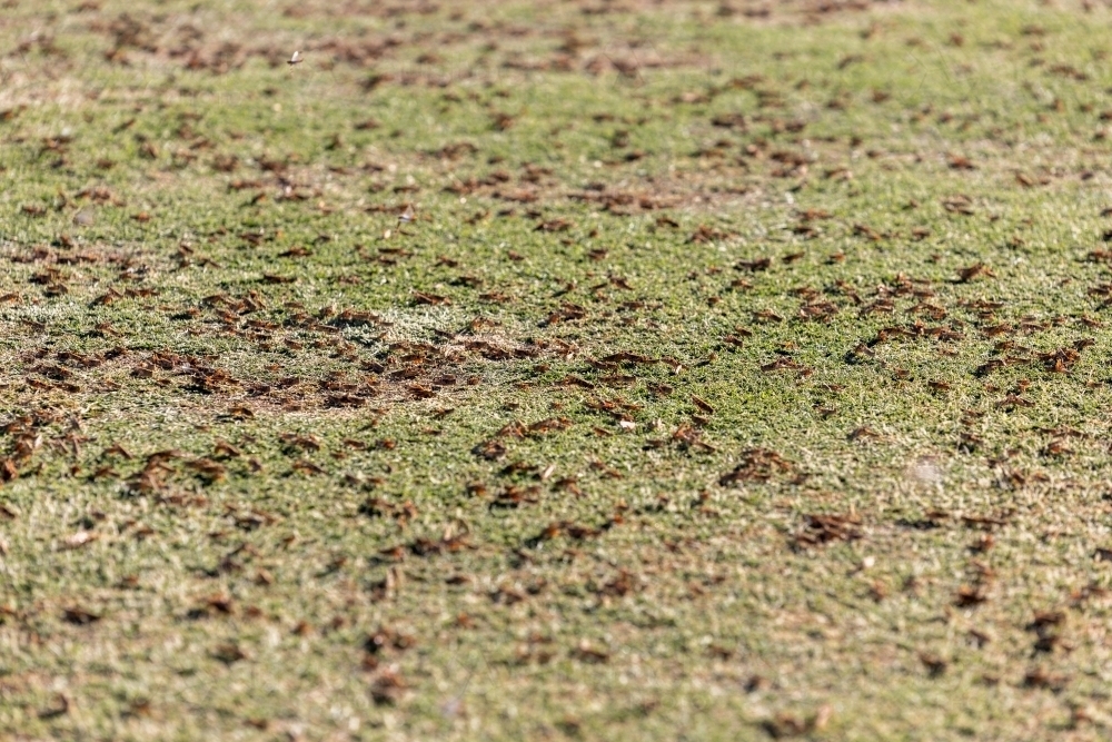 Plague locusts on grass - Australian Stock Image