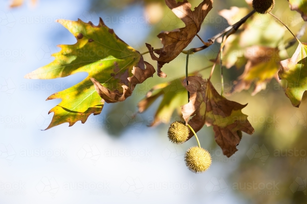 Plane tree in autumn - Australian Stock Image