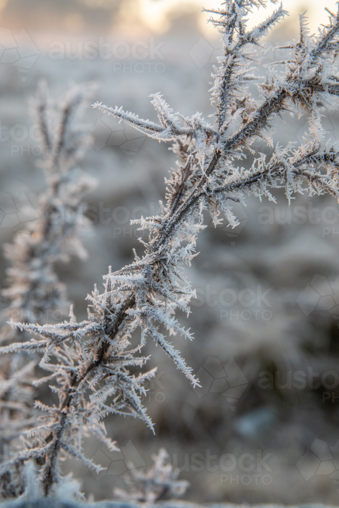 plant covered in frost crystals on a frosty morning in the country - Australian Stock Image