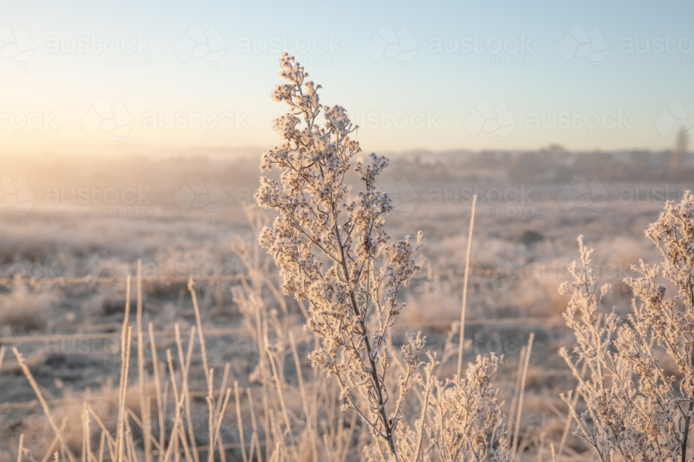 plant covered in frost crystals on a frosty morning in the country - Australian Stock Image