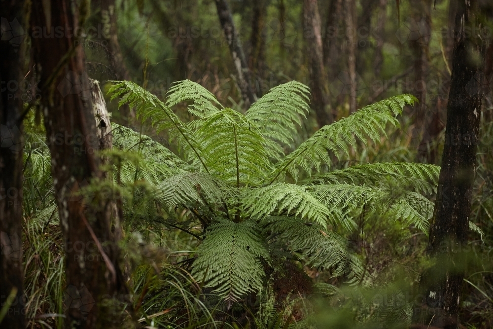 Plant in a rain forest - Australian Stock Image