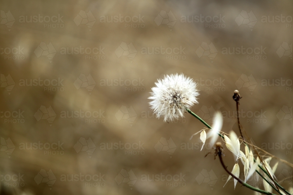 Plant you can blow seeds to make a wish - Australian Stock Image