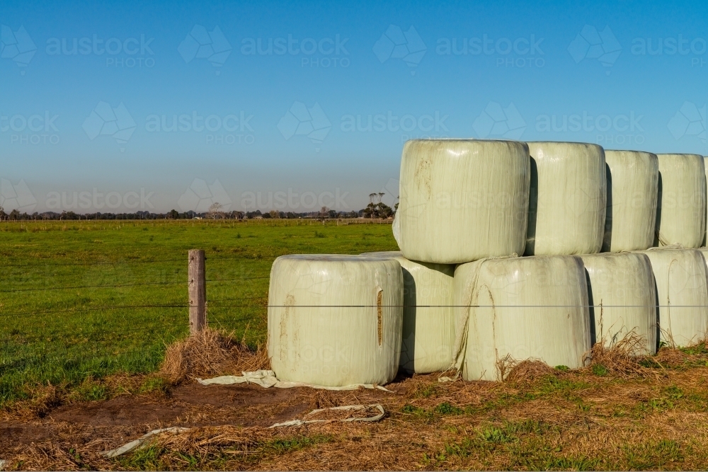 plastic wrapped hay silage - Australian Stock Image