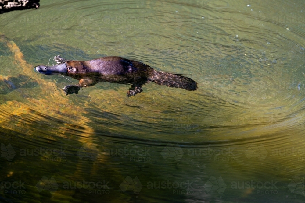 Platypus (Ornithorhynchus anatinus) floating in clear water - Australian Stock Image