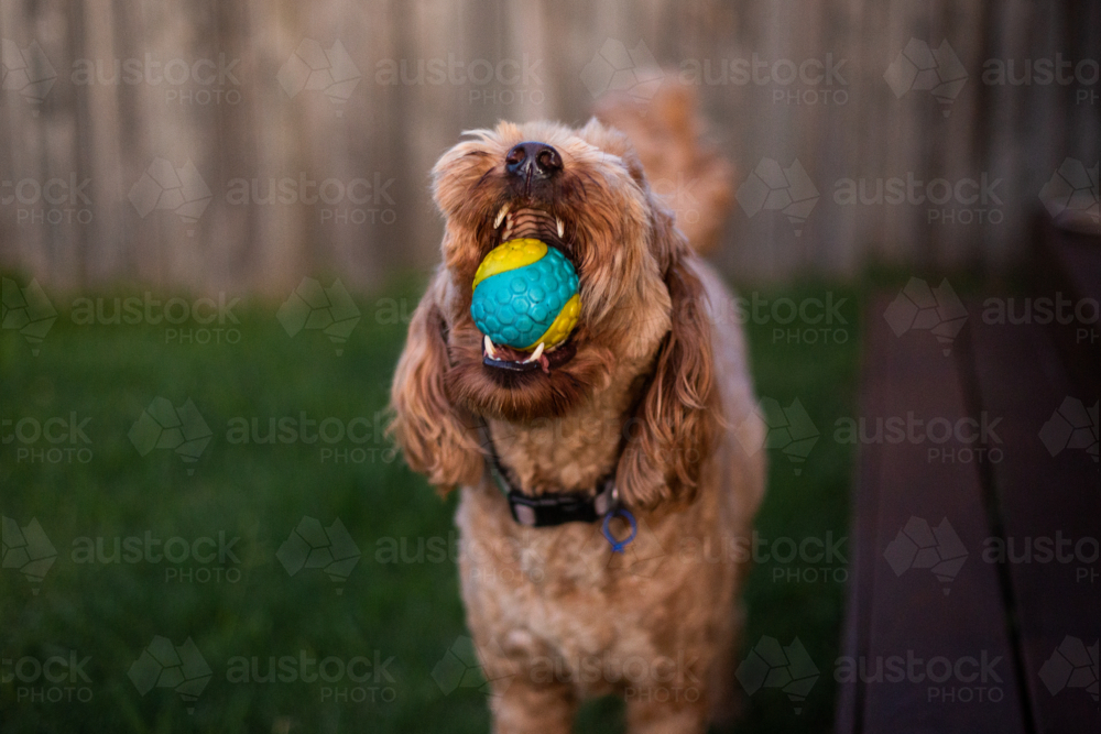 playful dog holding a colourful ball in their mouth - Australian Stock Image