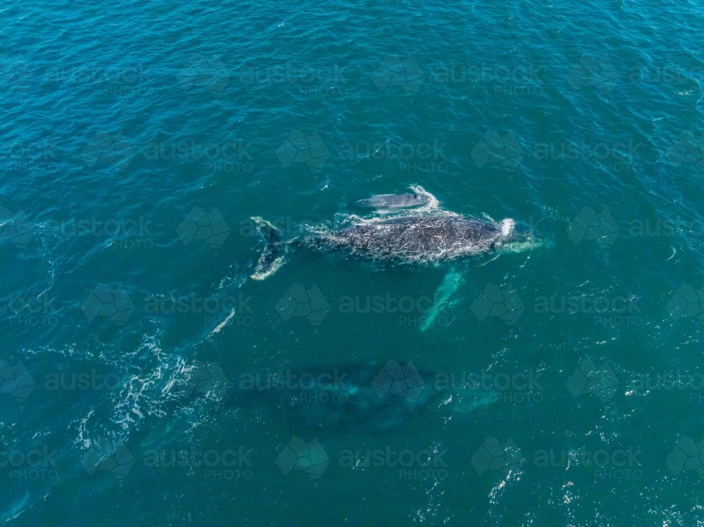 Pod of three whales with calf from above - Australian Stock Image