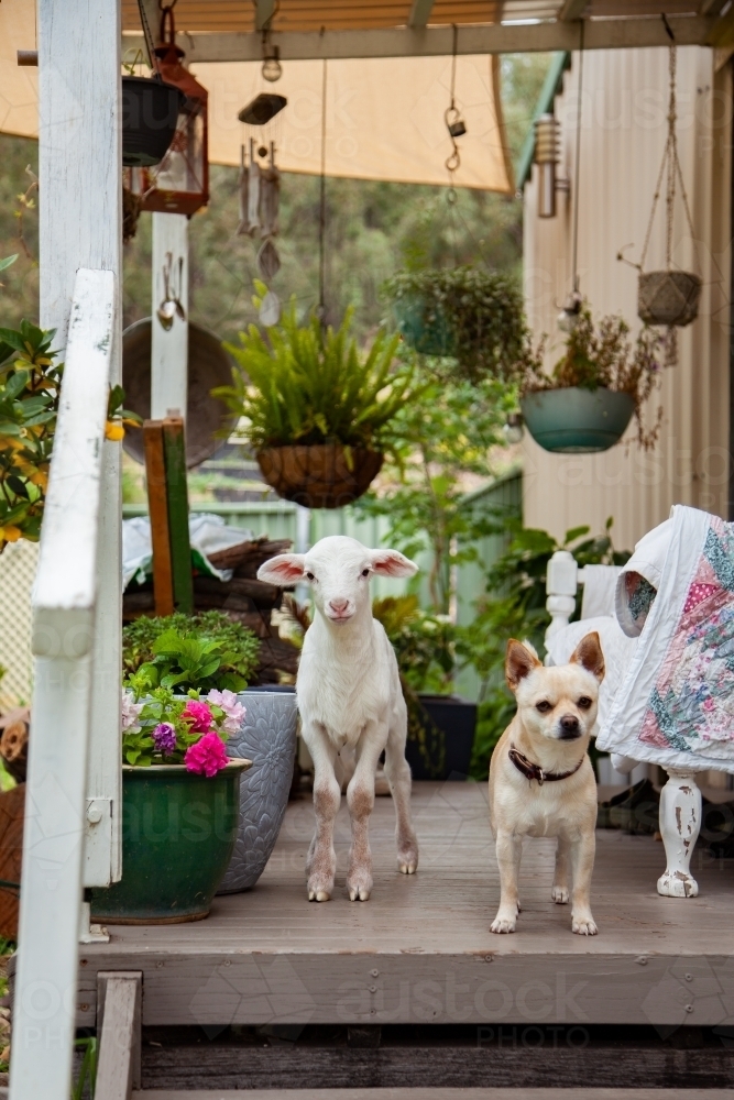 poddy lamb and pet dog standing together near front doorstep of country home - Australian Stock Image